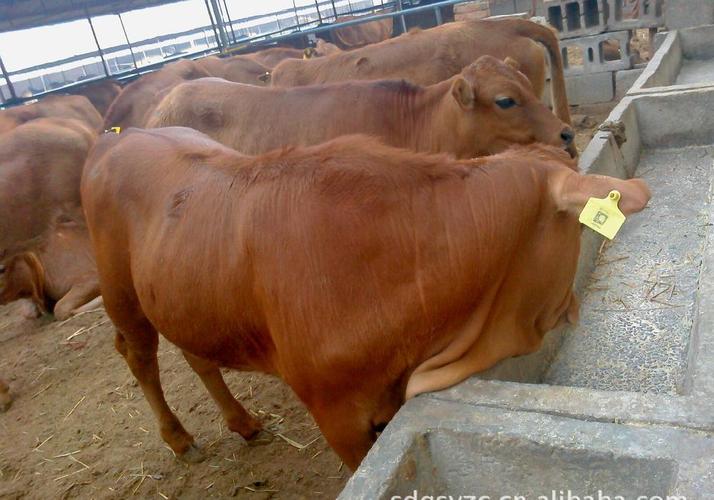 山东济宁大型牲畜养殖基地 销售改良育肥肉牛种牛犊 小肥牛架子牛
