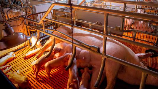 喂养婴儿仔猪, 是家畜养殖企业在室内饲养的一种住宅.