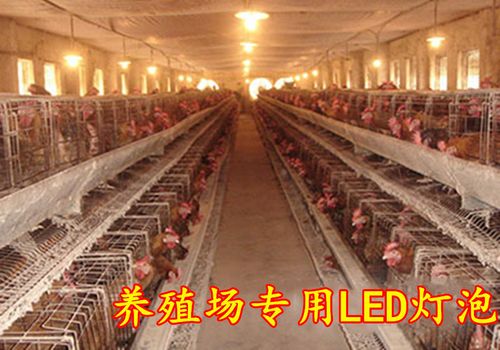 led灯泡养殖场专用鸡舍鸡场照明蛋鸡牲畜猪场led单灯