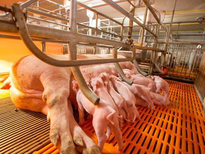 喂养婴儿仔猪, 是家畜养殖企业在室内饲养的一种住宅.