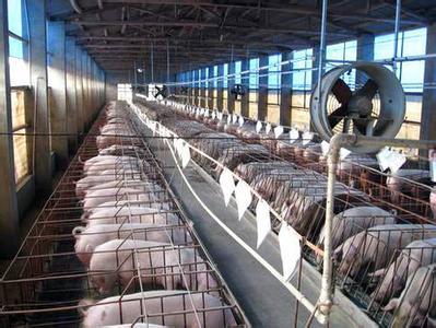 韩国350万家禽家畜被热死 国内农牧业也遇"桑拿天"