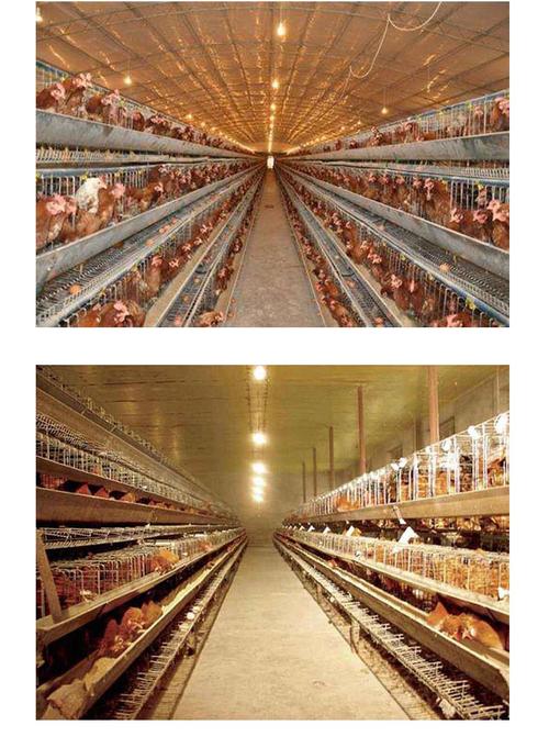 养殖蛋鸡灯养殖牲畜灯led节能灯泡养鸡场照明专用防水灯泡暖光15w暖光