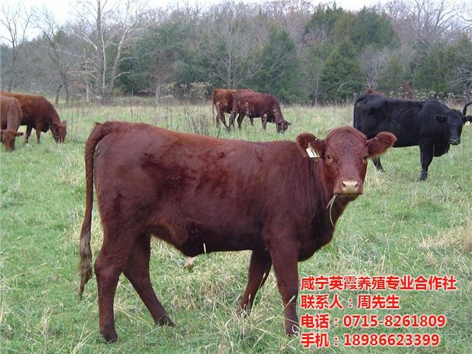 济阳县肉牛供应英霞养殖合作社肉牛供应价格