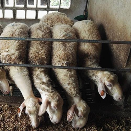 湖州众诚厂家批发纯种湖羊种羊40至70斤家畜养殖湖羊
