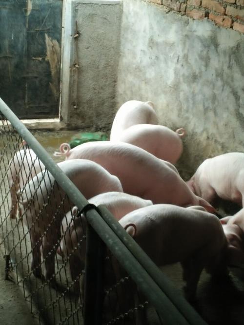 家畜养殖三元仔猪价格饲养瘦肉型三元仔猪技术 外三元猪苗